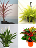 Set of Best 4 Indoor Brightening Plants