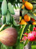 Set of 4 Best Fruit Plants for Terrace/Sunny Balcony