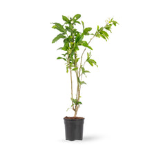 Vallaris Solanacea - Creepers & Climber