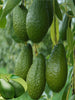 Avocado Hass (Grafted)  - Fruit Plants & Tree