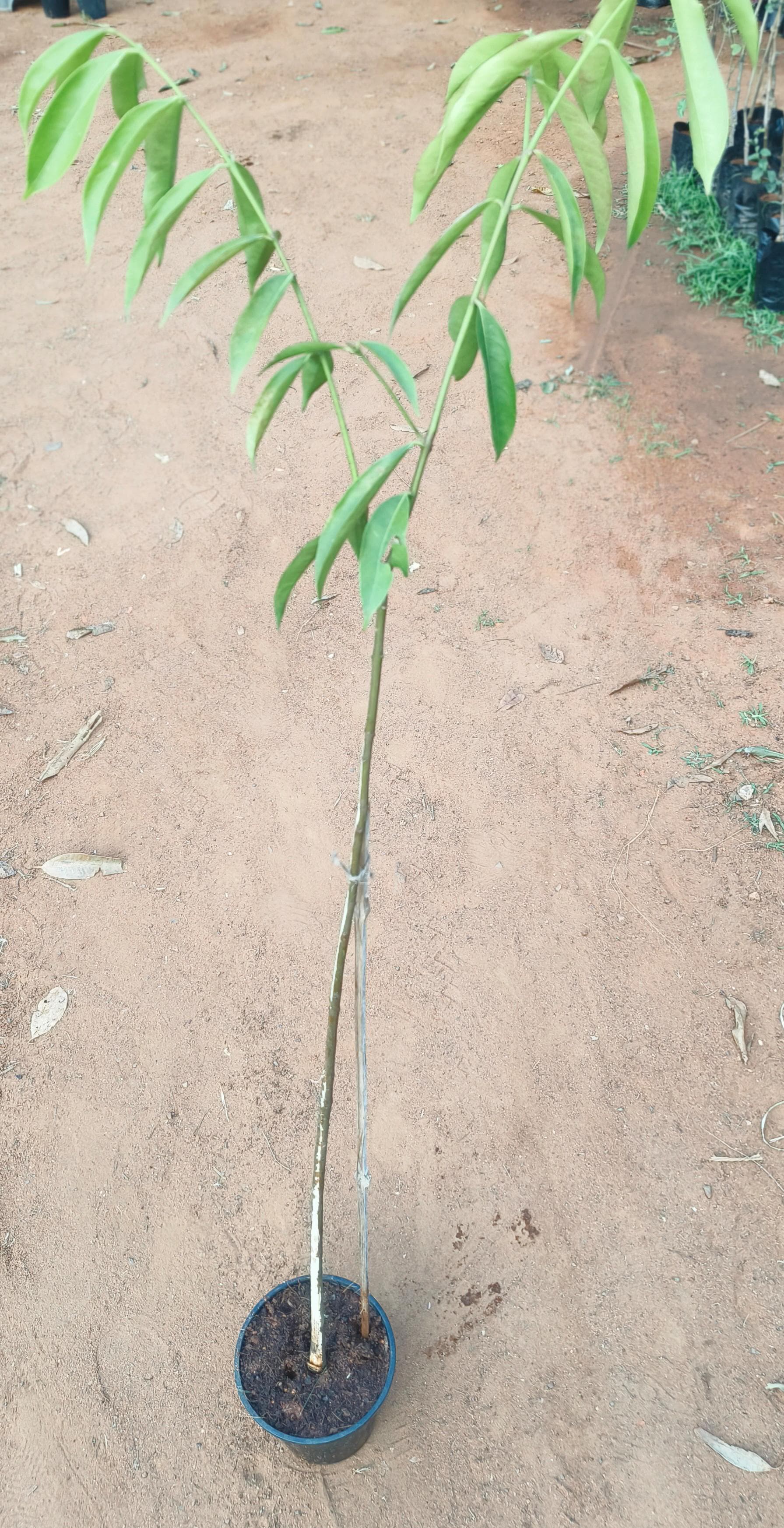 Mahkota Dewa - Fruit Plants & Tree– Exotic Flora