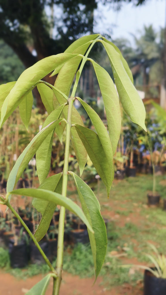Mahkota Dewa - Fruit Plants & Tree– Exotic Flora