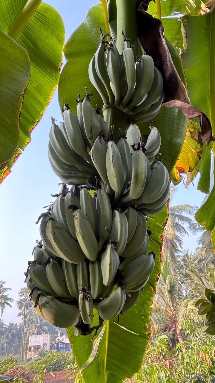 Java Fruir Blue Java Banana / Musa accuminata - Fruits plant & Tree– Exotic Flora