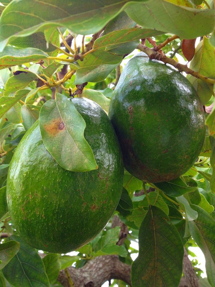 Avocado (Grafted)
