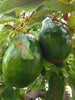 Avocado (Grafted)  - Fruit Plants & Tree