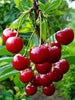 Sweet cherry - Fruits Plant & Tree