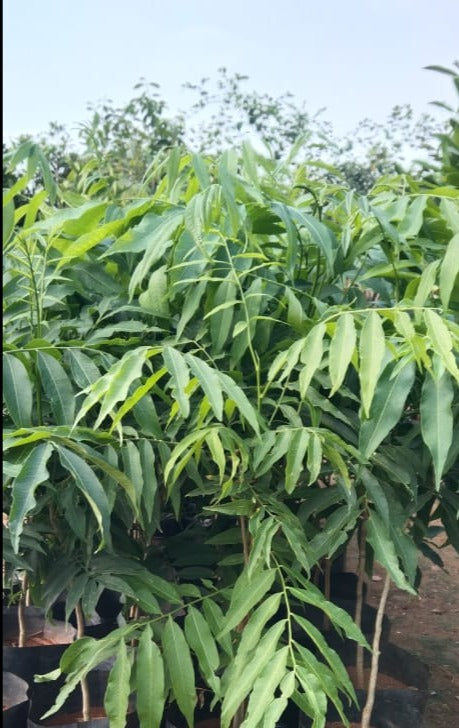 Shikakai- Medicinal Plant– Exotic Flora