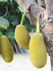 J-33 Kerala Jackfruit (Grafted)- Fruit Plants