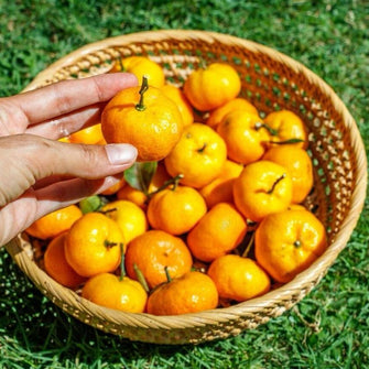 Sundrop - Fruit Plant & Tree