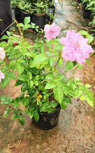 Rosa Crimson Glory Pink - Creepers & Climbers