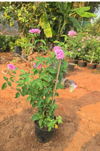 Rosa Crimson Glory Pink - Creepers & Climbers