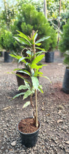 Mango Himayat(Grafted)- Fruit Plants & Tree