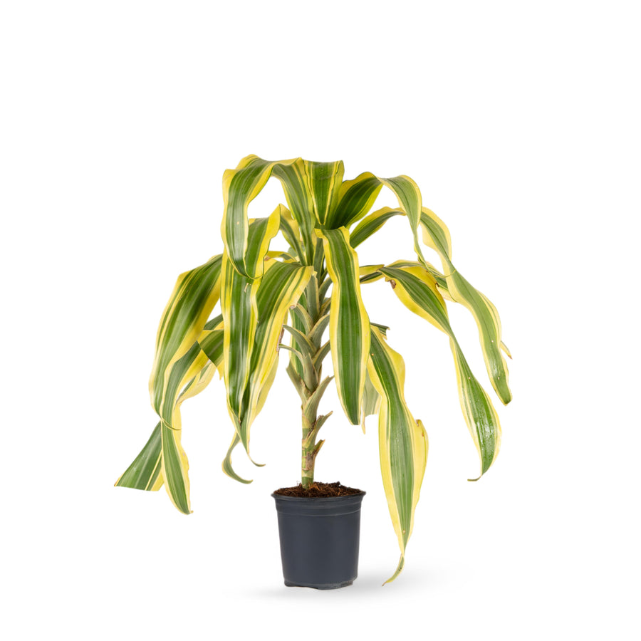 dracaena variegatus Yellow Dracaena