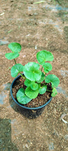 Centella asiatica / Brahmi Big Leaf - Herbs Plant