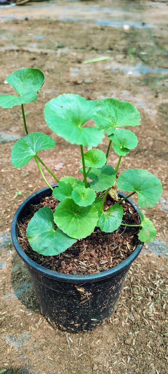 Centella asiatica / Brahmi Big Leaf