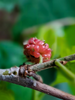 Brazilian Mulberry - Fruits Plant & Tree