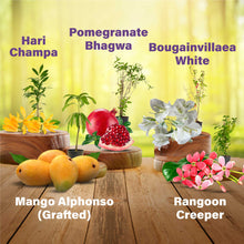 Set of 5 Perfect Combo for a Blooming Garden