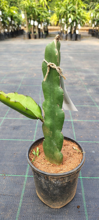 Dragon Fruit white flesh- Fruit Plants