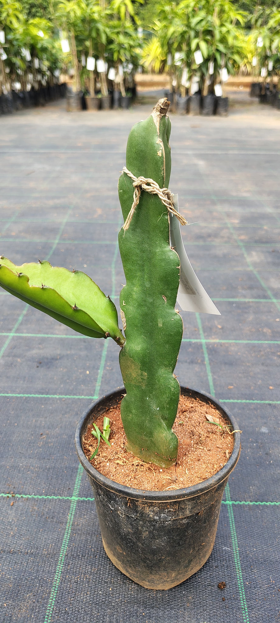 Dragon Fruit white flesh- Fruit Plants– Exotic Flora