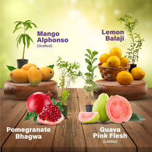 Set of 4 Fruit Plants Combo for Your Garden