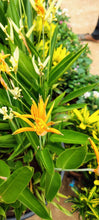 Heliconia Mini orange dwarf -Flowering Plants