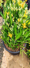 Heliconia Mini orange dwarf -Flowering Plants
