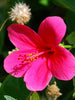 Hibiscus Dark Pink (Viceroy) - Flowering Plants