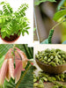 Grow Your Kitchen Spices Naturally in Your Home