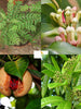 Exotic Flora Special Aromatic & Spice Plants