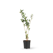 Olive Fruit Plant - Exotic Fruit Plant