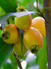 Rose Apple - Fruit Plant