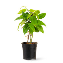 Thunbergia mysorensis - Creepers & Climbers