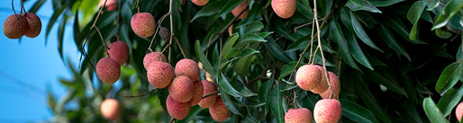 Fruit Plants