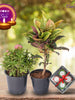 Diwali Plant Gifts - Ixora Pink Mini & Croton Plant With Clay Diyas