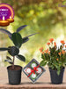 Diwali Plant Gifts - Rubber Plant & Kalanchoe Orange With Clay Diya