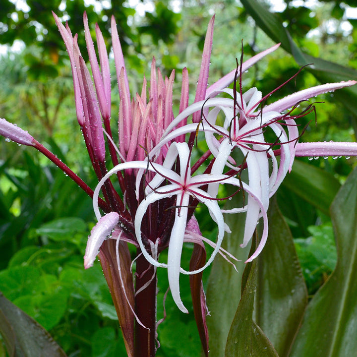 spider lily varieties Gaint Spider Lily/Gaint Blood Lily