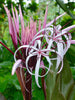 Gaint Spider Lily/Gaint Blood Lily - Flowering Shrubs