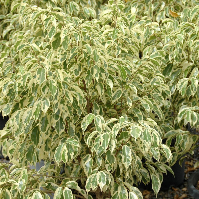 Ficus Benjamina Starlight