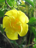 Allamanda Yellow Double - Creepers & Climbers - Exotic Flora