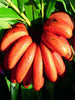 Red Banana/Red Chakrakeli - Fruit Plants & Tree