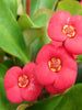 Euphorbia milii/Crown Of Thorns New Hybrids Pink - Cacti & Succulant - Exotic Flora