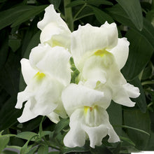 Antirrhinum White- SEASONALS - Exotic Flora