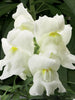 Antirrhinum White- SEASONALS - Exotic Flora