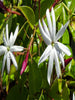 Angel wing jasmine  - Creepers & Climbers - Exotic Flora