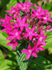 Pentas Dark Pink - Flowering Plants