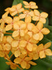 Ixora Semi Dwarf Yellow - Flowering Shrubs