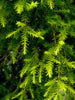 Golden bottle brush - Avenue Trees