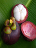 Mangosteen / Garcinia mangostana - Fruit Plants & Tree