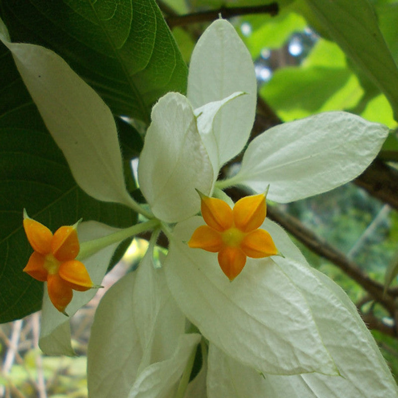 Mussaenda White - Flowering Shrubs– Exotic Flora