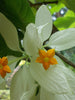 Mussaenda White - Flowering Shrubs